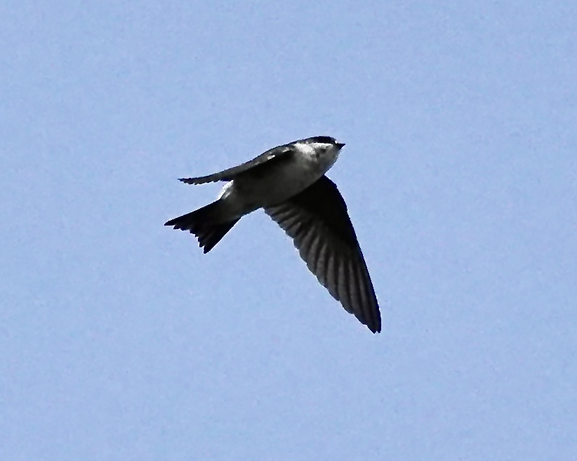 house martin